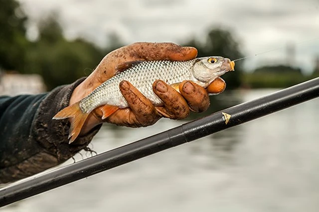 Drennan Acolyte Pro Whip - 8m - Image 19