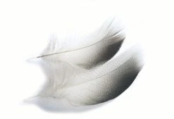 Mallard Duck Bronze Shoulder Feathers - Small