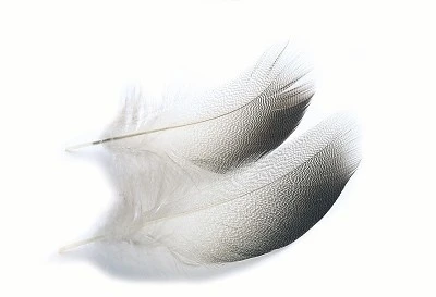 Mallard Duck Bronze Shoulder Feathers - Small